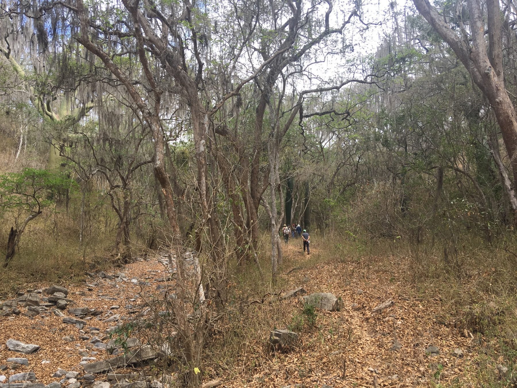 York University experts call for the protection of not only tropical forests but also dry forests/EFE